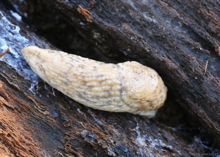 Limax di Mondeggi (Agriolimacidae)